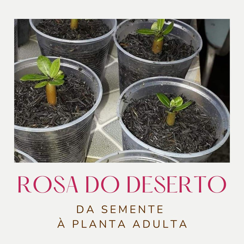 Ebook Da Semente à Planta Adulta.