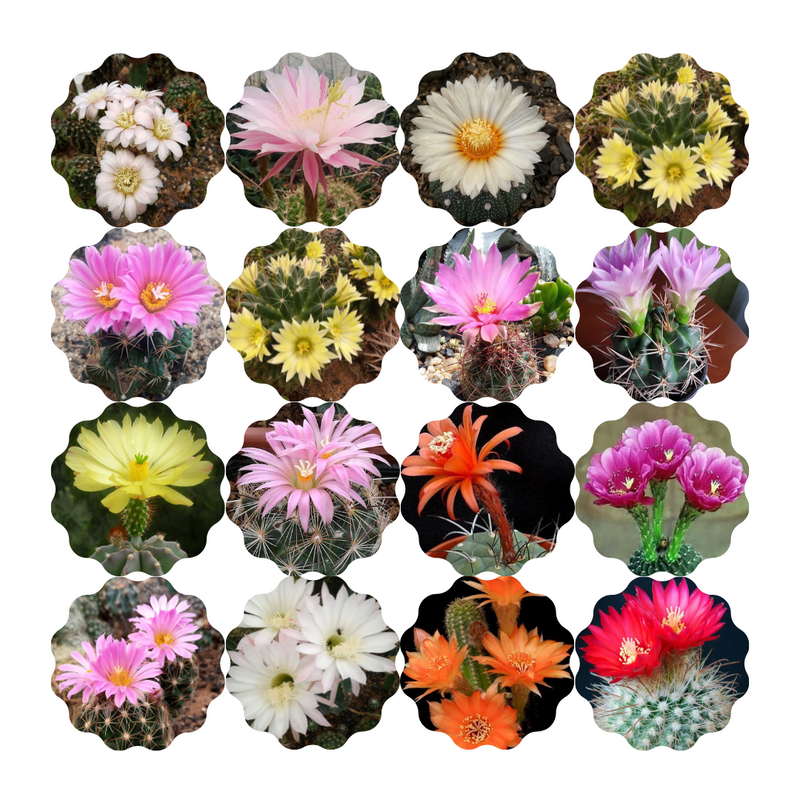 100 Sementes de Cactos da LUA