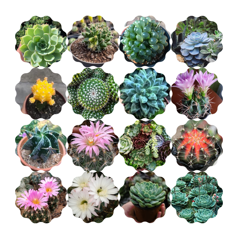 100 Sementes de Cactos e Suculentas